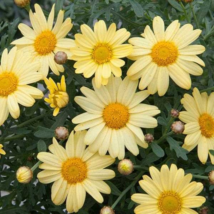 Argyranthemum Go Daisy "Simply Yellow" - во саксија Ø13